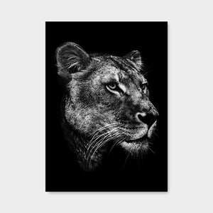 Black Lioness